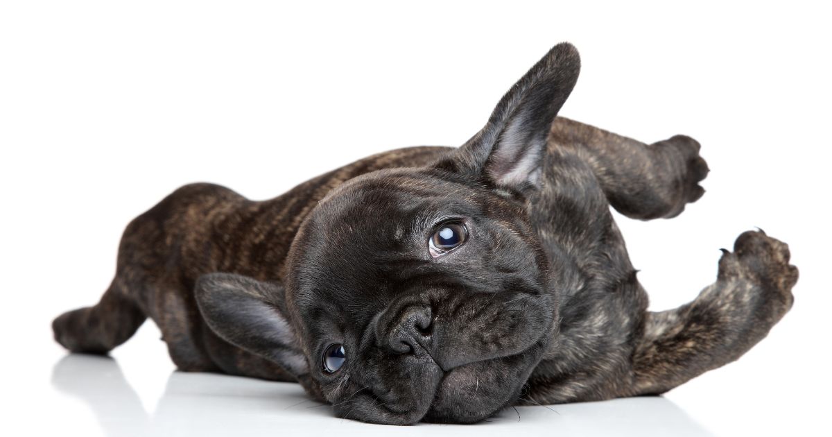 Can Frenchies Breed Naturally?